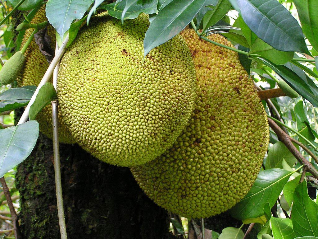 Jackfruit - a delicious fruit in Vietnam