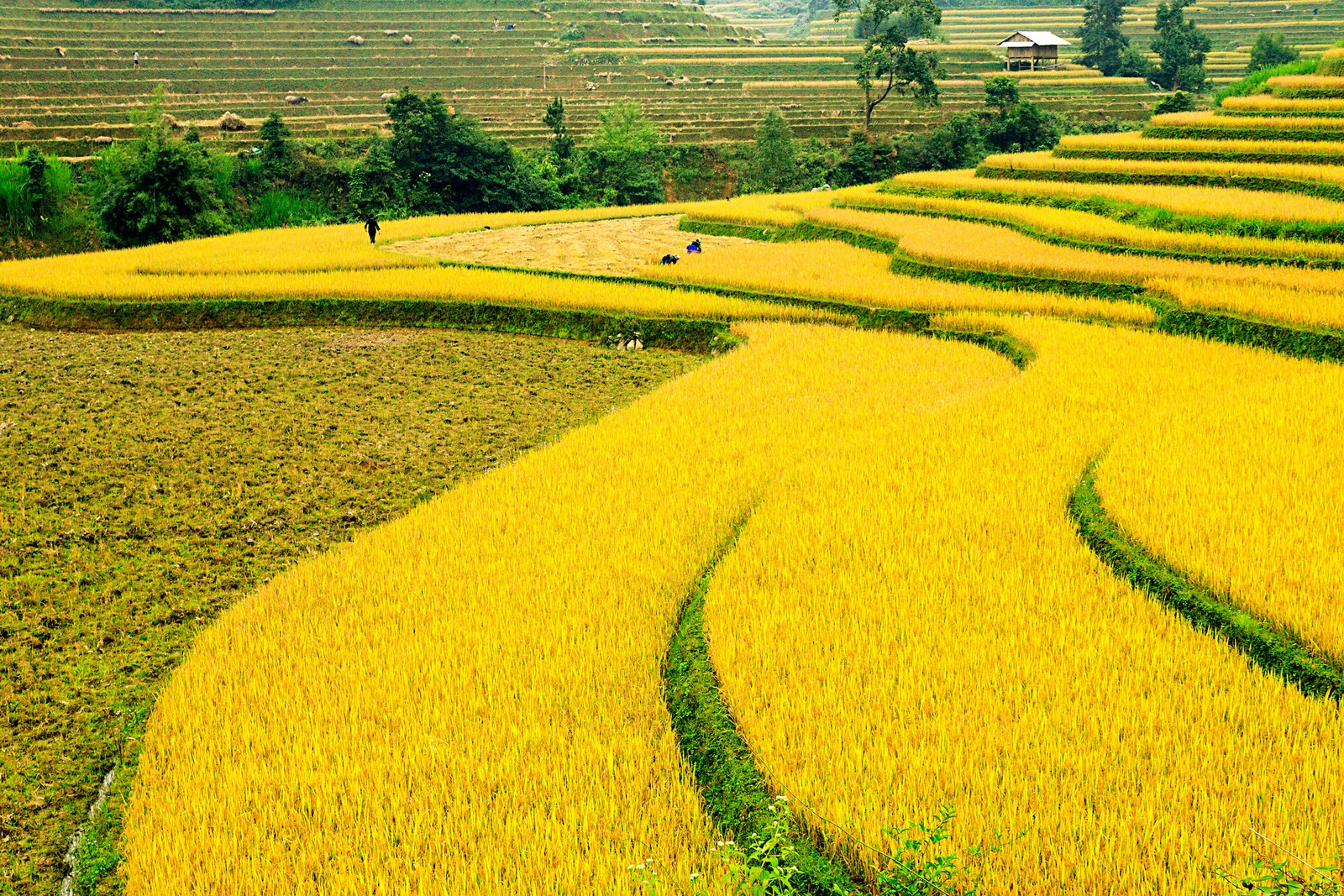 Rice terrace field in Sapa